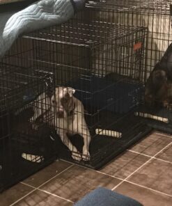 Dog Crates for Extra Large Dogs - XXL Dog Crate 48" Pet Cage Double-Door Best for Big Pets - Wire Metal Kennel Cage & Tray - in-Door Foldable & Portable for Animal Out-Door Travel 48.0"L x 29.0"W x 32.0"H 32 71avsWIr1HL 1