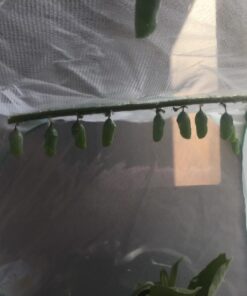 Trasfit Pop-up Insect and Butterfly Habitat Cage Terrarium - 24 Inches Tall 64 71axDst5DAL