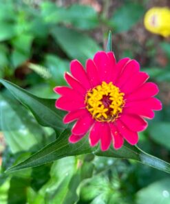 Monarch Butterfly Rescue Wildflower Seed Packet Bulk Open-Pollinated Wildflower, No Fillers, Annuals, Perennials and Milkweed Seeds for Monarch Butterfly1oz 66 71ay8xc5tPL