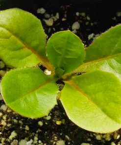 Seed Needs, Chicory Seeds - 500 Heirloom Seeds for Planting Cichorium intybus - Blue Floweres/Wildflowers, Non-GMO & Untreated, Italian Dandelion (2 Packs) 2 Packs (1,000 Seeds) 13 71ayH6favwL