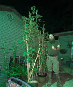 Organic Kelp Fertilizer by GS Plant Foods - Omri Listed(1 Gallon) - Liquid Kelp Concentrate for Gardens, Lawns & Soil Yields 800+ gallons 1 Gallon 42 71aybFXfKlL