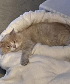 Petmate Aspen Pet Self Warming Round Bed, 19.5 Inches, Barn Red and Cream 19.5"L x 19.5"W x 7.0"Th 31 71b6Qx6BghL