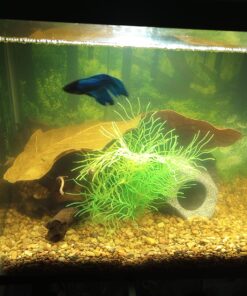 SunGrow Betta Leaves, 8”, 10 Pcs Beneficial Large Catappa Indian Almond Leaves for Overall Development in Fish Tank Aquarium, Water Conditioner Leaves Lower pH Large (8", 10 pack) 42 71b7IMjuaJL