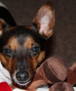 SmartBones Mini Dog Chews, Rawhide Free Chews For Dogs, Made With Real Chicken and Vegetables, 24 Count Mini Chews 33 71bBx5OXf7L