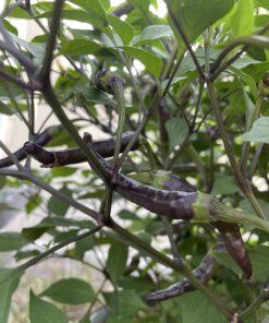 Hot Pepper Seeds - Organic Heirloom Chili Seed Variety Pack for Planting - Cayenne, Jalapeno, Habanero, Poblano, and More 48 71bFhA5BEkL