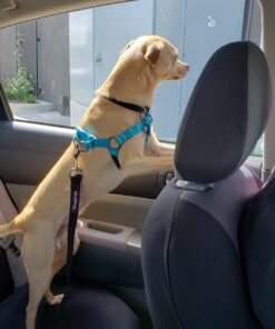 Vastar 2 Packs Adjustable Pet Dog Cat Car Seat Belt Safety Leash Vehicle Seatbelt Harness Black 34 71bGADZgccL