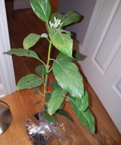 Brighter Blooms - Cold Hardy Avocado Tree, 1-2 Ft. - Indoor/Outdoor Potted Avocado Tree to Grow Your Own - No Shipping to AZ 1-2 ft. 19 71bH7m0DS0L