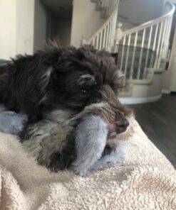 SHARLOVY Dog Squeaky Toys No Stuffing 6 Pack Dog Toys Crinkle Dog Toys for Small Dogs Durable Dog Chew Toys Plush Cute Animals Natural Puppy Toys for Teething Pet Toys Squeak 24 71bHLpx6oaL