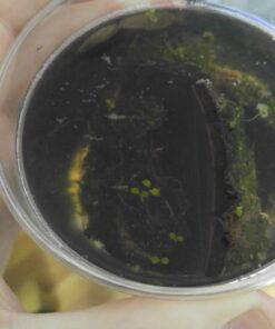 Luffy Decorative Wall or Floor Mesh Kit, 2 Pieces 43 71bHSVSCoZL