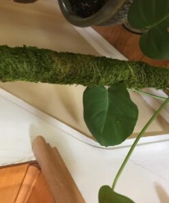 SuperMoss (22225) Moss Pole / Plant Stake, Fresh Green, 2 - 2.5ft. 2 - 2.5ft. 5 71bI1V Z6NL