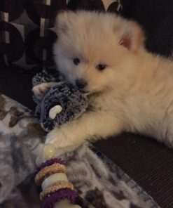 Wellness CORE Natural Grain Free Dry Dog Food, Puppy, 4-Pound Bag 25 71bLfuFhrXL