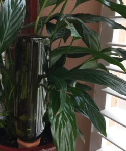 nicebottles Plastic Wine Bottles & Screw Caps, Green, 750ml - Pack of 4 26 71bNDGZp4L