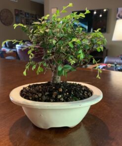 Brussel's Live Chinese Elm Outdoor Bonsai Tree - 5 Years Old; 6" to 8" Tall with Decorative Container Small CERAMIC POT 64 71bPkjYr9cL