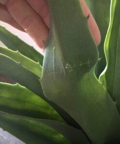 Nearly Natural 30in. Agave Artificial Plant with Black Planter, Green 40 71bQN6FKhwL