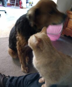 Paws & Pals Dog Brush - Gentle Soft Hair Rake Trimming Comb - Best for Shedding Dogs-Cats, Thick Long Short Haired Pet, Coat Grooming & Cat Hair Fur Removal - Self Cleaning - Deshedding Supplies 48 71bQrbwW4uL