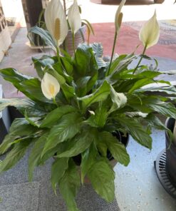 Humboldts Secret Set of A & B Liquid Hydroponics Fertilizer - World's Best Nutrient System – Hydroponic Nutrients for Outdoor, Indoor Plants – Supports Vegetative and Flowering Stages of Plants 32 Ounce 28 71bUKMGq5bL