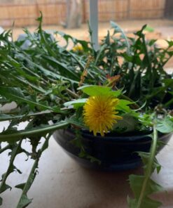 Alternative view of Sourdough: Recipes for Rustic Fermented Breads, Sweets, Savories, and More