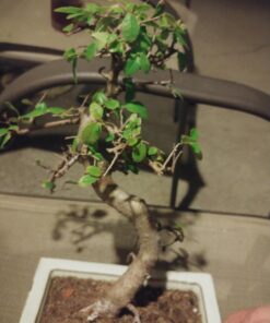 9GreenBox Chinese Elm Bonsai Tree Style 8 61 71bY1tgEr6L