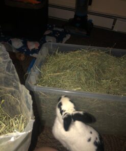 Oxbow Animal Health Western Timothy Hay - All Natural Hay for Rabbits, Guinea Pigs, Chinchillas, Hamsters & Gerbils-Veterinarian Recommended- Digestive & Dental Health- Grown in the USA- 9lb. 9 Pound (Pack of 1) 38 71bYVEaqekL