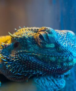 Meike MK-S-AF3B Auto Focus Extension Tube 10mm 16mm For Sony A7 A7M2 NEX 3 NEX 5 NEX 6 A6600 A5000 A6000 A6100 A6300 A6400 A6500 A9 43 71bZ58LKX1L