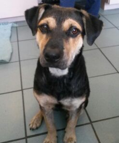 NUTRO NATURAL CHOICE Large Breed Adult Dry Dog Food, Chicken & Brown Rice Recipe Dog Kibble, 30 lb. Bag 30 Pound (Pack of 1) 44 71bbXLR77L 1