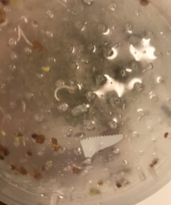 Todd's Seeds® Broccoli and Friends Sprouting Seed Mix, One Pound 51 71bbYEHWPL