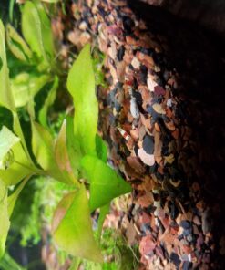 Crystal Red Shrimp SS Grade Live Freshwater Aquarium Shrimp - 1/4 to 1/2 inch Long (5 Shrimp) 5 Shrimp 16 71be1ex1tGL