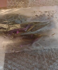 Microsorum Java Fern and Hornwort | Easy Low Light Aquarium Plants 36 71bkHVmkKJL