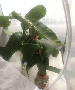 Trasfit Pop-up Insect and Butterfly Habitat Cage Terrarium - 24 Inches Tall 65 71bmaWKJ1QL