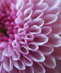 OM SYSTEM OLYMPUS M.Zuiko Digital ED 30mm F3.5 Macro For Micro Four Thirds System Camera, Compact Macro lens, 1.25x Image Maginification, Fast AF, Beautiful Bokeh Base 44 71bmex3n13L