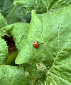 1500 Live Ladybugs - Good Bugs - Ladybugs - Guaranteed Live Delivery! 28 71bq6AY2PL