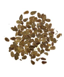 Seed Needs, Pink Common Milkweed Seeds - 100 Heirloom Seeds for Planting Asclepias syriaca - Perennial Flowers to Attract Monarch Butterflies & Other Pollinators (2 Packs) 2 Packs (200 Seeds) 12 71bqW4al5ZL