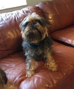 StopWoof Dog Bark Collar - Humane Care Modes, Vibration & Sound - No Shock Training Device For Small, Medium, Large Breeds - No Harm Deterrent Vibrating Control - Reflective & Automatic Without Remote 27 71brDmQKpXL