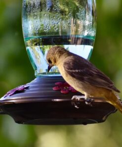 BOLITE 18001 Hummingbird Feeder, Glass Wild Hummingbird Feeders for Outdoors, Retro Edison Bulb Bottle, 25 Ounces, Green, Xmas Gifts for Bird Lovers Retro Bulb 45 71brtKGiqML