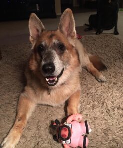 The Amazing Afterlife of Animals: Messages and Signs From Our Pets On The Other Side 12 71bvQuOH1L