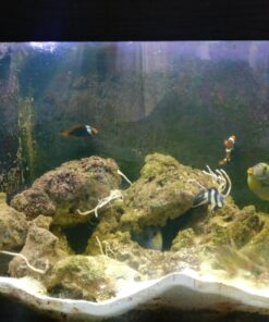 MarineLand Diamond Media Premium Activated Carbon, Blacks & Grays, 40-Ounce (PA0373) 37 71bw3rvW6LL