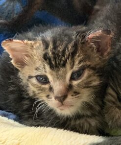 Silver Miracles Colloidal Silver Gel - Nano Silver Gel Wound Care - Healing Ointment for Burns, Sunburns & Irritated Skin - 4 Oz Unscented 54 71bxVbzDCeL