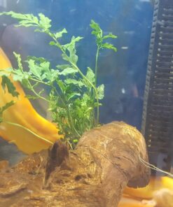 Bolbitis Difformis Baby Leaf Fern Potted Live Aquarium Plants for Freshwater Fish Tank by Greenpro 38 71bxl1LwLYL