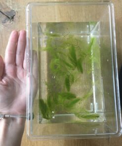 Microsorum Java Fern and Hornwort | Easy Low Light Aquarium Plants 42 71bxuE18wUL