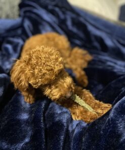 GREENIES Original TEENIE Natural Dental Care Dog Treats, 12 oz. Pack (43 Treats) Unflavored 43 Count (Pack of 1) 42 71c41tj3t L