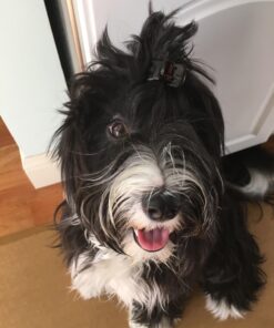 Truimph Super Premium Dog Treats 00851 Dog Salmon & Sweet Potato Jerky, 24-Ounce 1.5 Pounds 1.5 Pound (Pack of 1) 21 71c4t2RQu4L