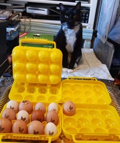 Coghlan's Egg Holder 12 Eggs 28 71c5fSe2JYL