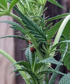 1500 Live Ladybugs - Good Bugs - Ladybugs - Guaranteed Live Delivery! 26 71c68OZt5LL