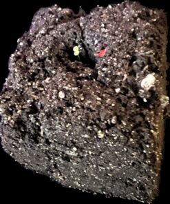 Ladbrooke Genuine Soil Block Maker - Mini 4 Hand Held - Most Popular Soil Blocking Tool, Made in England 37 71c7yH64EL