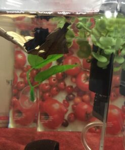 SunGrow Betta Leaves, 8”, 10 Pcs Beneficial Large Catappa Indian Almond Leaves for Overall Development in Fish Tank Aquarium, Water Conditioner Leaves Lower pH Large (8", 10 pack) 47 71c9Aw2n64L