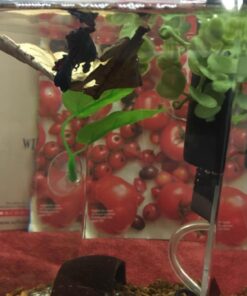 SunGrow Betta Leaves, 8”, 10 Pcs Beneficial Large Catappa Indian Almond Leaves for Overall Development in Fish Tank Aquarium, Water Conditioner Leaves Lower pH Large (8", 10 pack) 46 71c9jf kFL