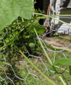 Cucumber Gherkin Mexican Sour FBA-3174 (Green) 25 Non-GMO, Heirloom Seeds 20 71cC3SwUoaL