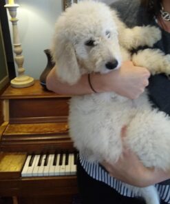 Petmate Ruffmaxx Dog Kennel Pet Carrier & Crate 28" (20-30 Lb), Outdoor and Indoor for Large, Medium, and Small Dogs - Made from Durable Recycled Material w/ 360-Degree Ventilation, Made in USA Almond & Green 28.0"L x 21.5"W x 20.5"H 19 71cCVFMsP4L