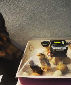 IncuView™ 3 Pro All-in-One Automatic Egg Incubator w Built-in Egg Turner, Incubator Warehouse, Countdown Hatch Timer, Auto-Off Egg Turner, Universal Egg Turner, Quail - Goose, 2022 43 71cEzK3iZzL