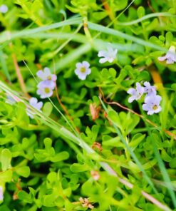 Canon EOS M Mount Adapter 62 71cLREjUdL 1